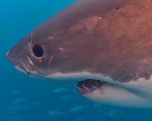 BBC World documentary sharks